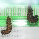 秋の日のつるべ落としと心配性　“毛虫と芋虫とCYOKUとあたし”　の巻