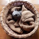 猫にまつわる七不思議　“もふもふだと心までもふもふ”　の巻