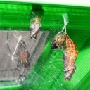猫にまつわる七不思議　“もふもふだと心までもふもふ”　の巻