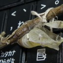 静かで平和で孤独な水曜日　“お友達は芋虫毛虫に猫３匹”　の巻
