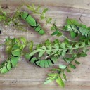 静かで平和で孤独な水曜日　“お友達は芋虫毛虫に猫３匹”　の巻