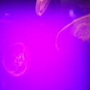 葛西臨海公園の水族館