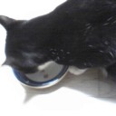 ネコちゃんず368日目