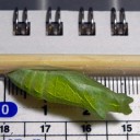 崖っぷちより愛をこめて…そして　“千尋の谷へようこそ☆”　の巻