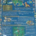 ポケモンカード１５周年に寄せて。