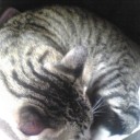 ネコちゃんず374日目