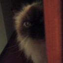 ねこむらさん・・・・