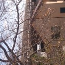 秋空の桜