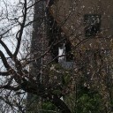秋空の桜