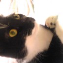 ネコちゃんず378日目