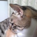 ネコちゃんず379日目