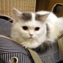 【MO】どーでもいー＼(^o^)／【ニコ生】