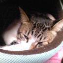 ネコちゃんず380日目その２