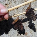 蝶とご飯と花火とあれこれ　“本日はお日柄もよく（ｒｙ”　の巻　