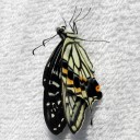 アゲハの飼育は床屋の看板　“それでも反省はしても後悔はしない”　の巻