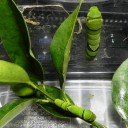 【怒】　“「ご飯を食べるのも仕事のうちです！」と食欲不振の閣下を叱ってしまったでござる”　の巻