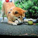 茂みで見つけたボール