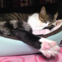 ネコちゃんず389日目その２