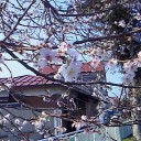 秋の桜。