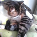 ネコちゃんず393日目