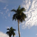 to HAWAII