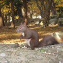 香雪園で紅葉狩り