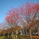 青空の下の紅葉に軍配かな ?