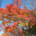 青空の下の紅葉に軍配かな ?