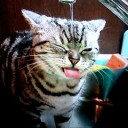 本日の「どようびのにゃんこ」