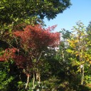 紅葉の秋　だけど・・・・