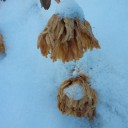 2011年11月23日（水・祝）