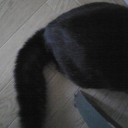 ネコちゃんず410日目その２