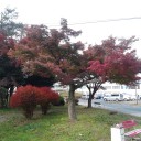 紅葉