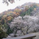 冬桜