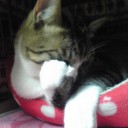 ネコちゃんず414日目