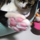 ネコちゃんず417日目