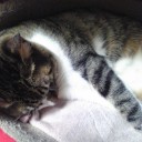 ネコちゃんず418日目