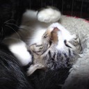 ネコちゃんず422日目