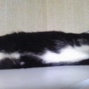 ネコちゃんず424日目