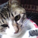 ネコちゃんず426日目