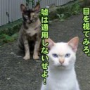 落葉に放射性物質