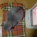 裸の熊さんいらっしゃい☆　“hentai.com”　の巻