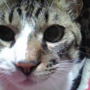 ネコちゃんず445日目