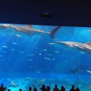 美ら海水族館
