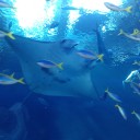 美ら海水族館