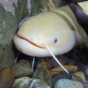 かわいい その２