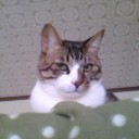 ネコちゃんず450日目