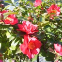 2012年 - 新年初日記