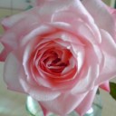 冬の薔薇＆数字について。