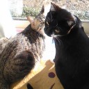 ネコちゃんず455日目